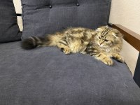 4 Aylık Safkan Scottish Fold Longhair