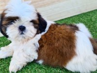 Irk Garantili Shih Tzu Yavruları