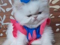 İran Exotic Longhair Bebekler