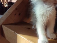 XXL cüsse maine coon mükemmel profil dopdolu belge