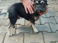 French Bulldog anne ve yavrusu
