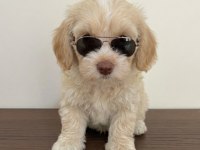 Maltipoo yavrularımız