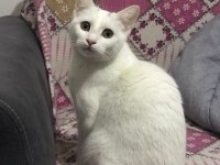 3 kız kardeş altın kızlar kediler