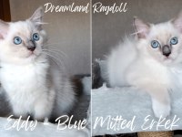 1.SINIF KALİTE ŞECERELİ BEBEKLER YENİ YUVALARINI ARIYOR KEDİ