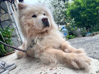 CHOW CHOW TERK EDİLMİŞ