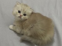 57 günlük british shorthair bebekler teslime hazır
