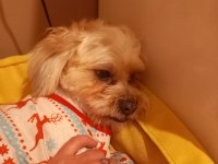 Eğitimli ev köpeği maltese terrier