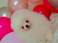 Mükemmel kalitede bir yavru pomeranian ultra mini boy