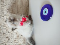Son Yavru Kedimiz Kacirilmayacak Guzellikte