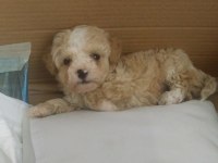 2,5 AYLIK MALTİPOO YAVRU