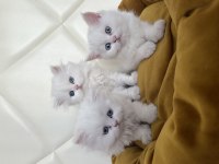 TESLİME HAZIR SCOTTİSH VE BRİTİSH YAVRULAR