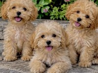 poodle ayarında maltipoo miniklerim
