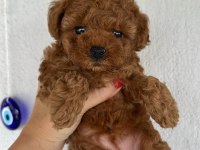 Red Brown renk dişi poodle