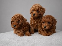 Kaliteli Toy Poodle Yavruları