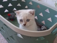 Mavi gözlü scottish fold