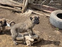 Sivas Kangal Köpeği Yavruları