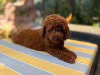 Irkın en güzeli toy poodle yavrularımız