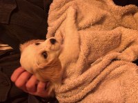 Bal gibi bir cavalier king charles evlat