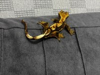 Crested gecko