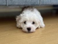 Malta terrier 2 aylık