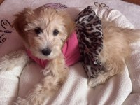 Tüm aşıları tam maltipoo