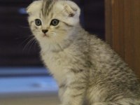 Tatlı scottish fold yavruyu sahiplendiriyorum
