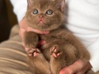 Çikolatalı Pudingimiz Chocolate British Shorthair 