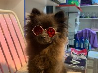 Yavru Dişi Pomeranian 6,5 Aylık