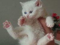 Son Beyaz Ayı Surat British Shorthair Bebeğimiz