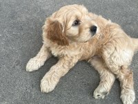 45 GÜNLÜK İNGİLİZ COCKER ÇOK TATLI ÇOK SEVİMLİ