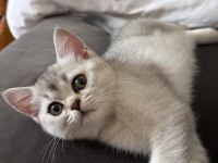 British shorthair kızımız