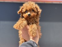 Micro tea cup 4 aylık 700 gr kore poodle petmode den