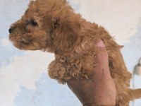Orijinal toy poodle