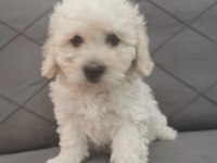Maltipoo Adrese Teslim, Kapıda Ödeme Yapabilirsiniz