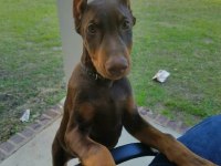KIZIL VE İZABEL ÇİVİ ESTETİKLİ DOBERMAN YAVRULAR