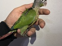 Eskişehir de konur papağanları