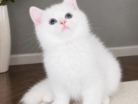 Safkan British Shorthair Golden Point Erkek Yavru