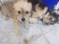 Terrier oyun köpeği