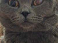 Scottish Fold İçin Ömürlük Yuva Arıyoruz!