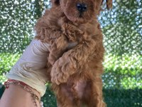 Aşılı Orjinal Ev Üretimi Poodle Bina Yaşantısına Uyumlu
