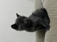 Dişi British Shorthair Kedimiz