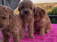Toy Poodle bebekler uygun