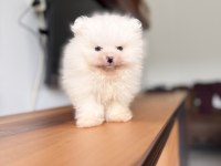 En Ufak Haliyle Pomeranian Boo