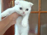 Scottish Fold Yavrular