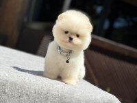 Yavru Pomeranian Boo Köpeklerimiz