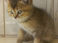 Safkan Anne Ve Babadan Sağlıklı Yavru Kedimiz