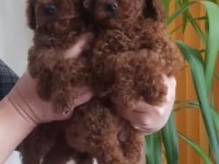2.5 aylık kore poodle dişiler