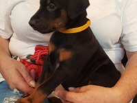 PREMIUM DOBERMAN YAVRULARI