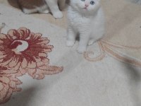 British shorthair beyaz
