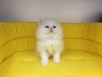 BRİTİSH LONGHAİR YAVRUMUZ
